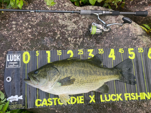 ブラックバスの釣果