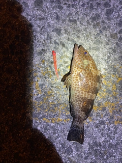 オオモンハタの釣果