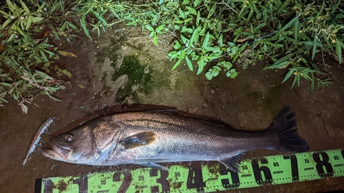 スズキの釣果