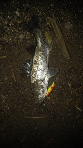 セイゴ（マルスズキ）の釣果