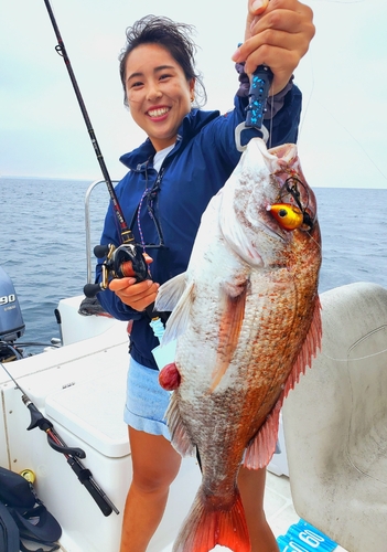 マダイの釣果