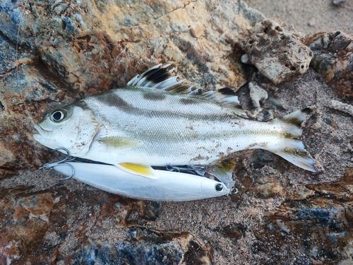 コトヒキの釣果