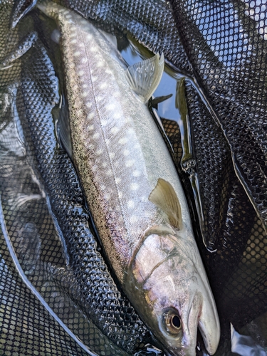 イワナの釣果