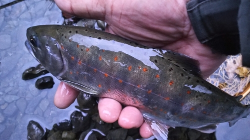 アマゴの釣果