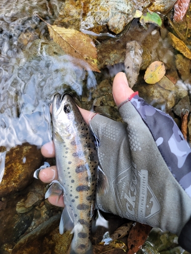 ヤマメの釣果