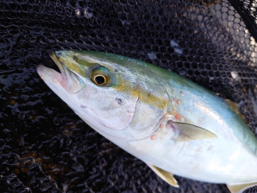 ツバイソの釣果