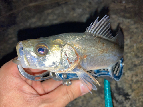 セイゴ（マルスズキ）の釣果