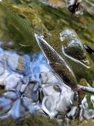 イワナの釣果