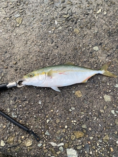 ツバスの釣果