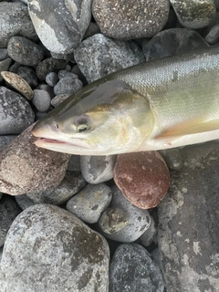 アキアジの釣果