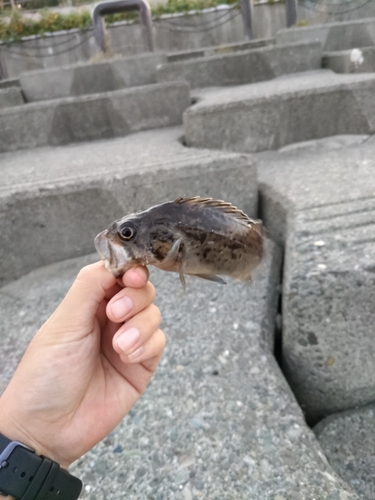 ソイの釣果