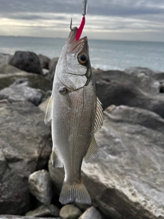 セイゴ（マルスズキ）の釣果