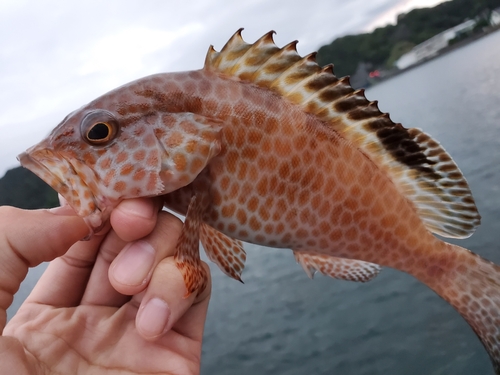 オオモンハタの釣果