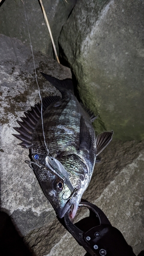 クロダイの釣果