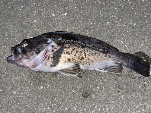 ソイの釣果