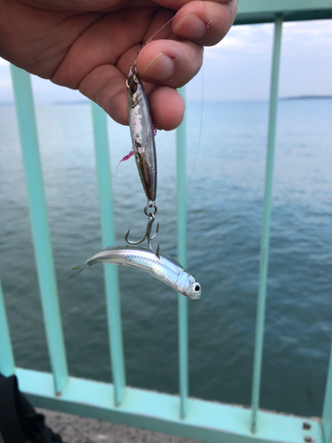 イワシの釣果