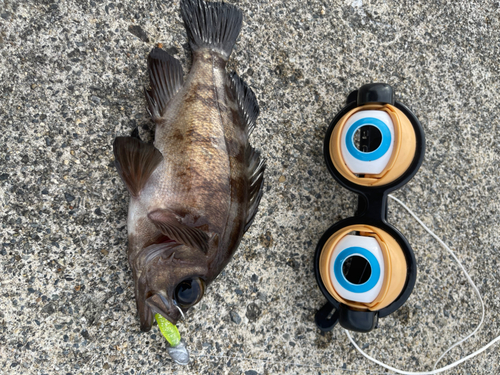 クロメバルの釣果