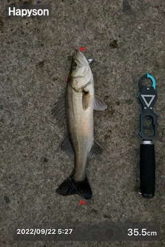 シーバスの釣果