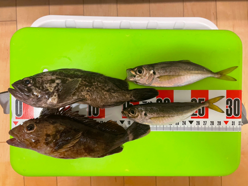 クロソイの釣果