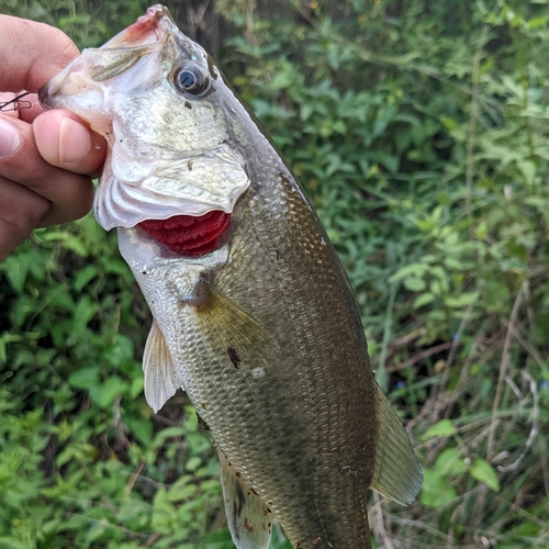 ラージマウスバスの釣果