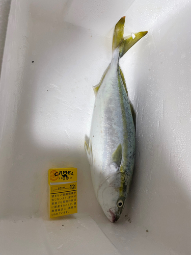 ツバスの釣果