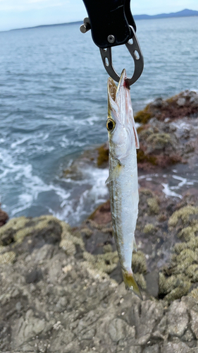 カマスの釣果