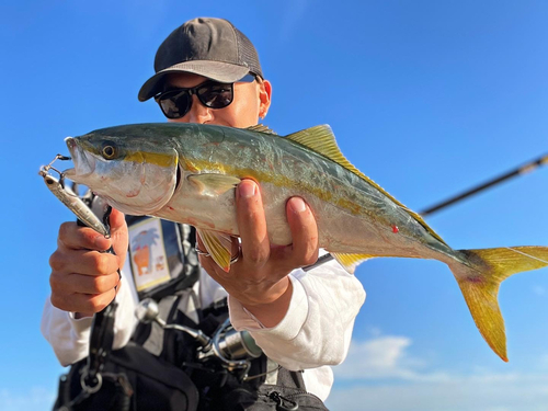 ハマチの釣果