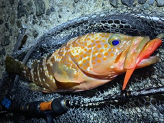 アコウの釣果