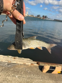 ウグイの釣果