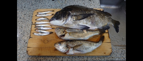 イシモチの釣果