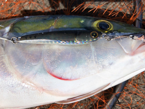 ハマチの釣果