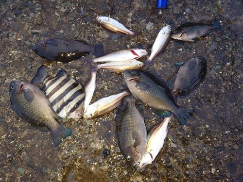 サンバソウの釣果