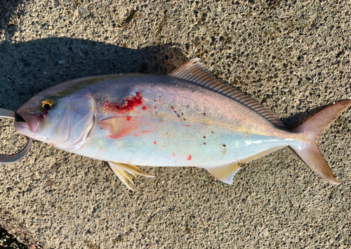 ショゴの釣果