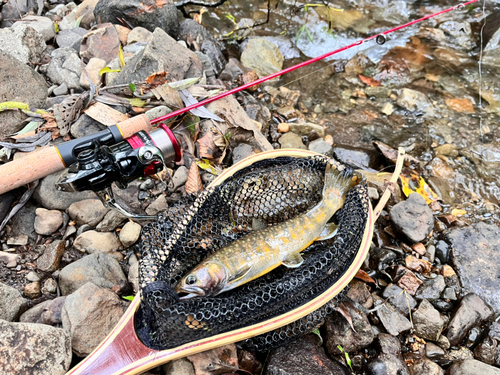 イワナの釣果