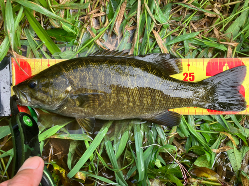 スモールマウスバスの釣果