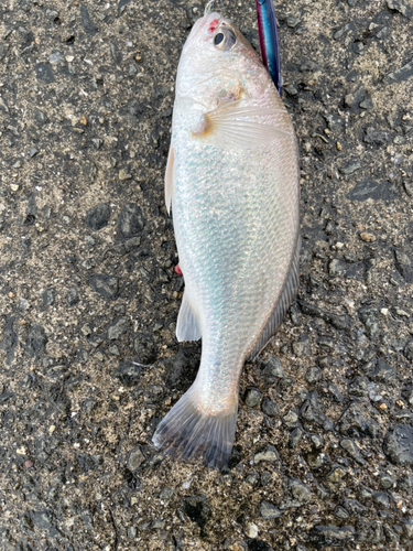 シログチの釣果