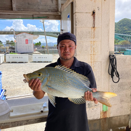 タマン