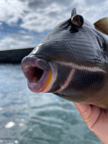 メガネハギの釣果