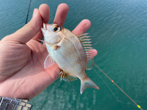 マダイの釣果