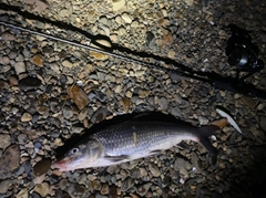 コイの釣果