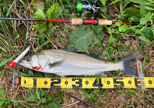 シーバスの釣果