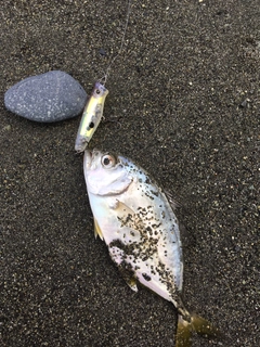 メッキの釣果