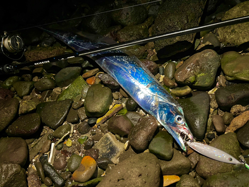 タチウオの釣果