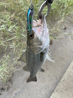 スズキの釣果