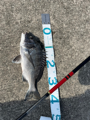 クロダイの釣果