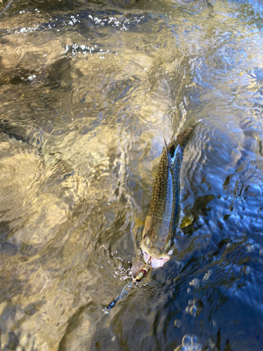 アメマスの釣果