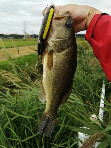 ラージマウスバスの釣果