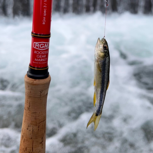 カワムツの釣果