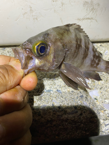 メバルの釣果