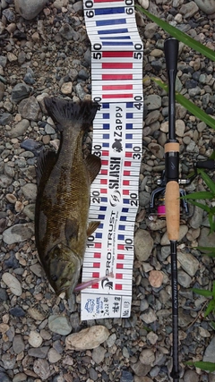 スモールマウスバスの釣果